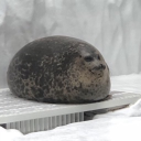 こしあん