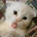 avatar ромашка