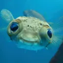 fishiexd avatar