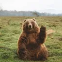 sfg_yogi_bear