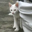bobospotted