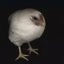 btdbu