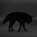 wolfxama