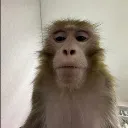 furkishelby