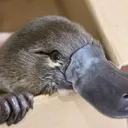 perilousplatypus1065