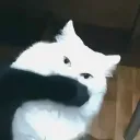 @akatsumae's Discord avatar
