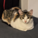 avatar terminator3000