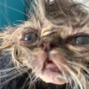 avatar J͓̽e͍͆r͕̈́e͉̾m̞̿y̠͑ P̠͆a̤͑s̗̚c͂al