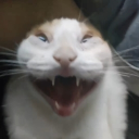 avatar J͓̽e͍͆r͕̈́e͉̾m̞̿y̠͑ P̠͆a̤͑s̗̚c͂al