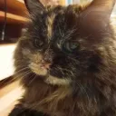 Аватар krevillok