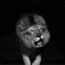lordd.3554