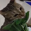 shui_chuan