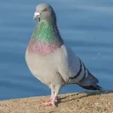 .bonkinator