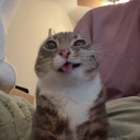 avatar saltydan