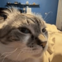 avatar stoops skinner