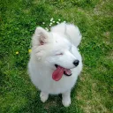 furkidev