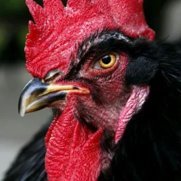 chicken the chick