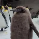 random_penguin