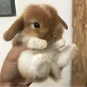 rabbit0234