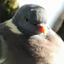 novus_si