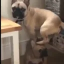 puglife22forlife5818