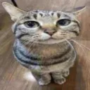 pphantomcatt avatar