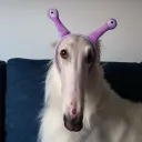 garcmustard