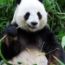 avatar PanduVonFleming