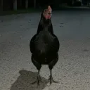 notrealdarlin