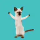 jamming_bean
