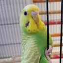fancyrocket