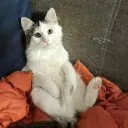shlezer