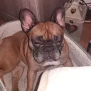 tiatownie