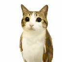 kakuzu_