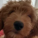 zevbo avatar