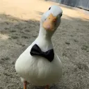 qxy0