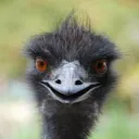 .monkey2009