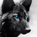 avatar Black Wolf Of Wall Street