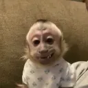 fanleo_208