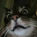 pacanek