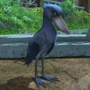 kookoro