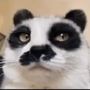 pandata🐼 avatar