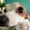 Аватар nejibmehb228