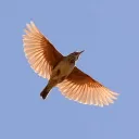 lark915