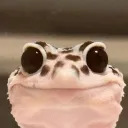 aushrimpgalia