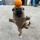 korblonky
