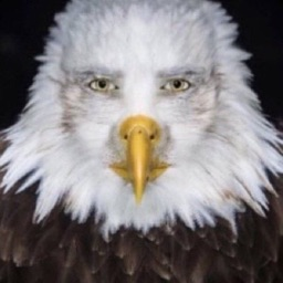 Discord Avatar