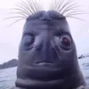 ralphie8456