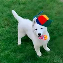 pesikbro
