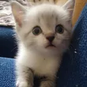 voonlyy